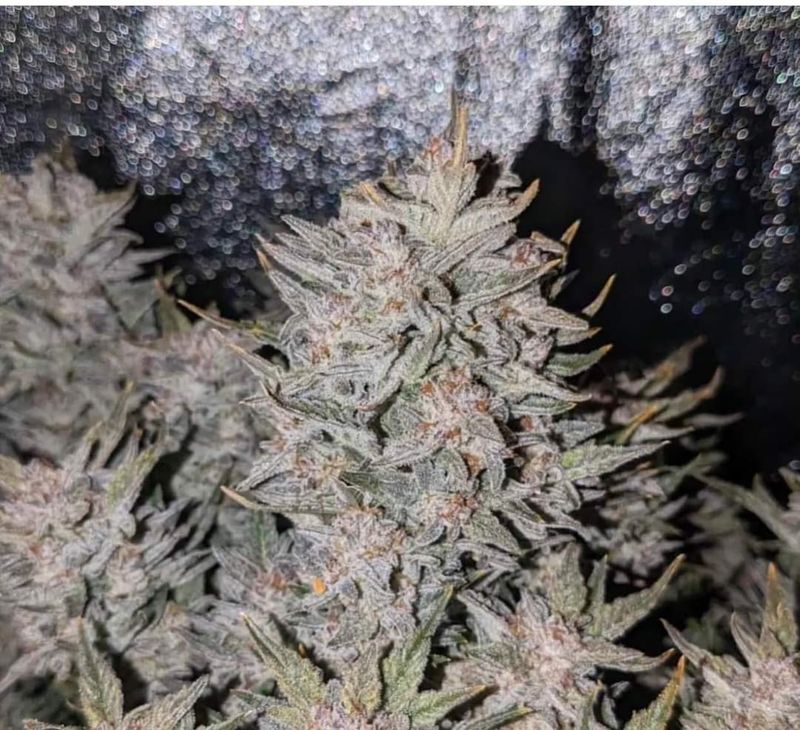 Super silver Haze Fem Auto seeds
