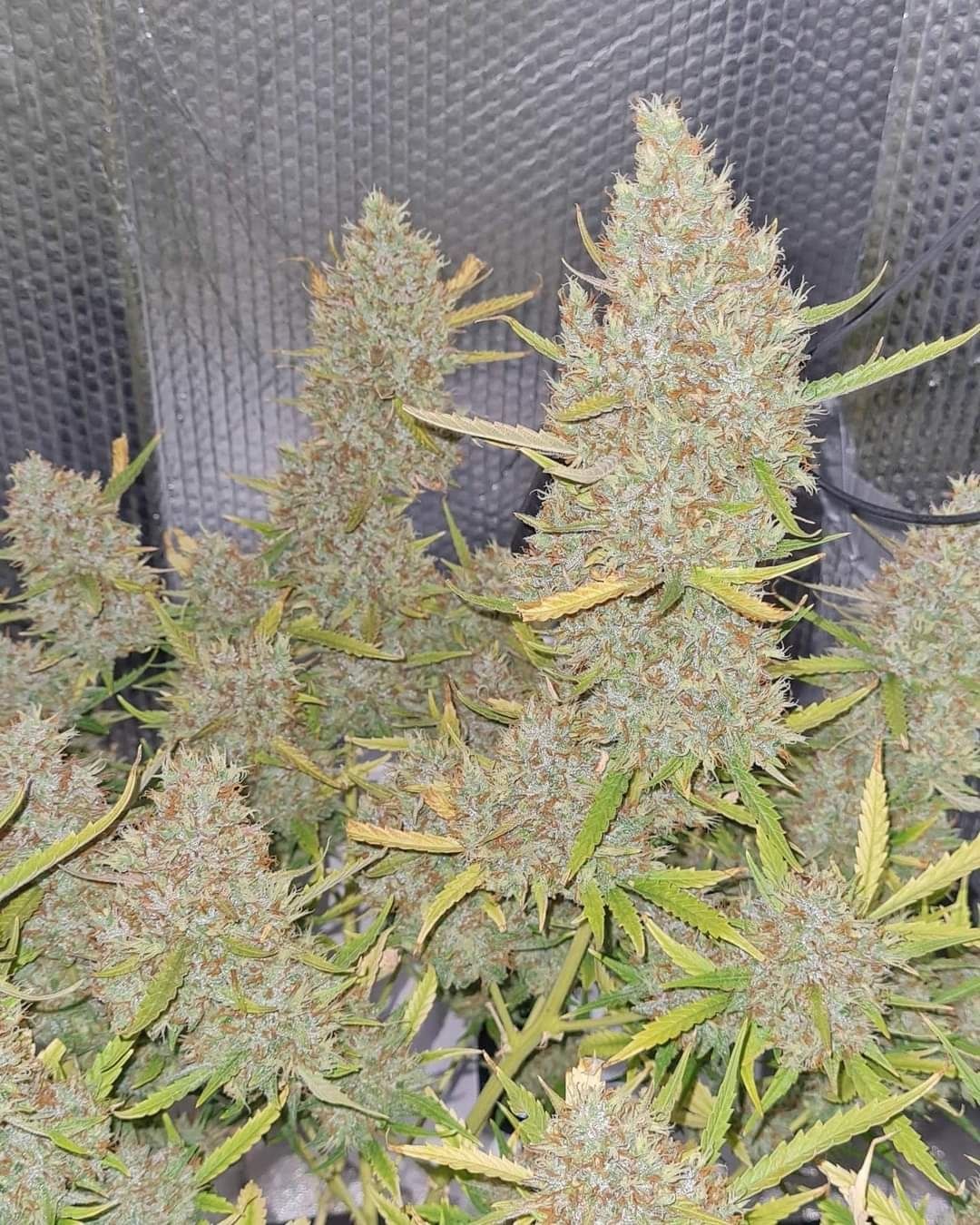 Bruce Banner XL Feminized Autoflower seeds