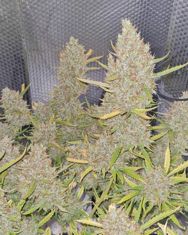 Bruce Banner XL Feminized Autoflower seeds