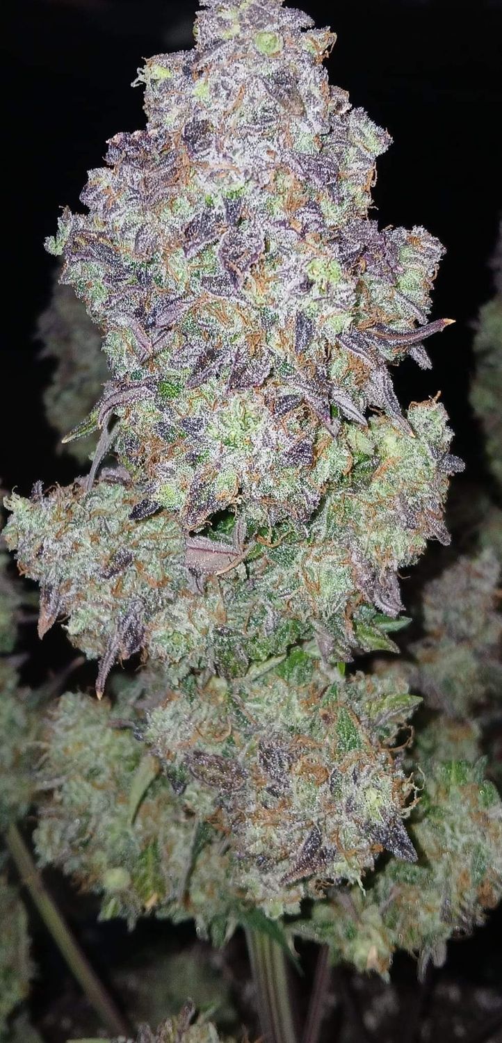 Granddaddy purple feminized autoflower seeds