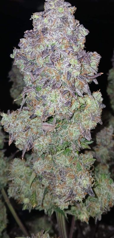 Granddaddy purple feminized autoflower seeds