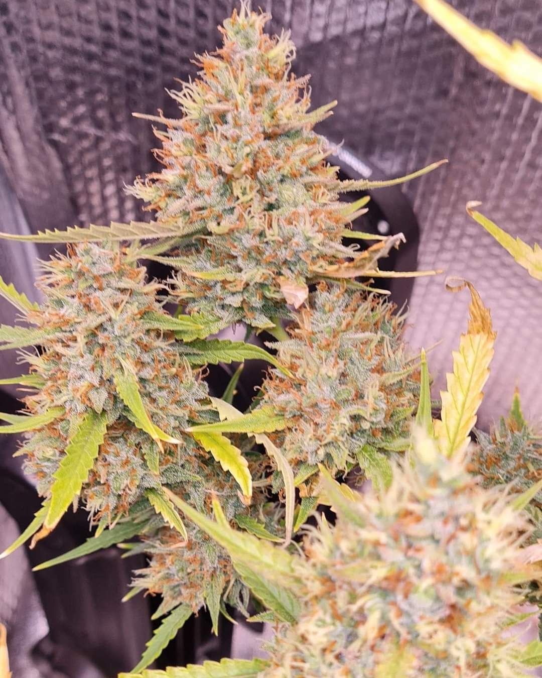 Sour Diesel Feminized Autoflower seeds