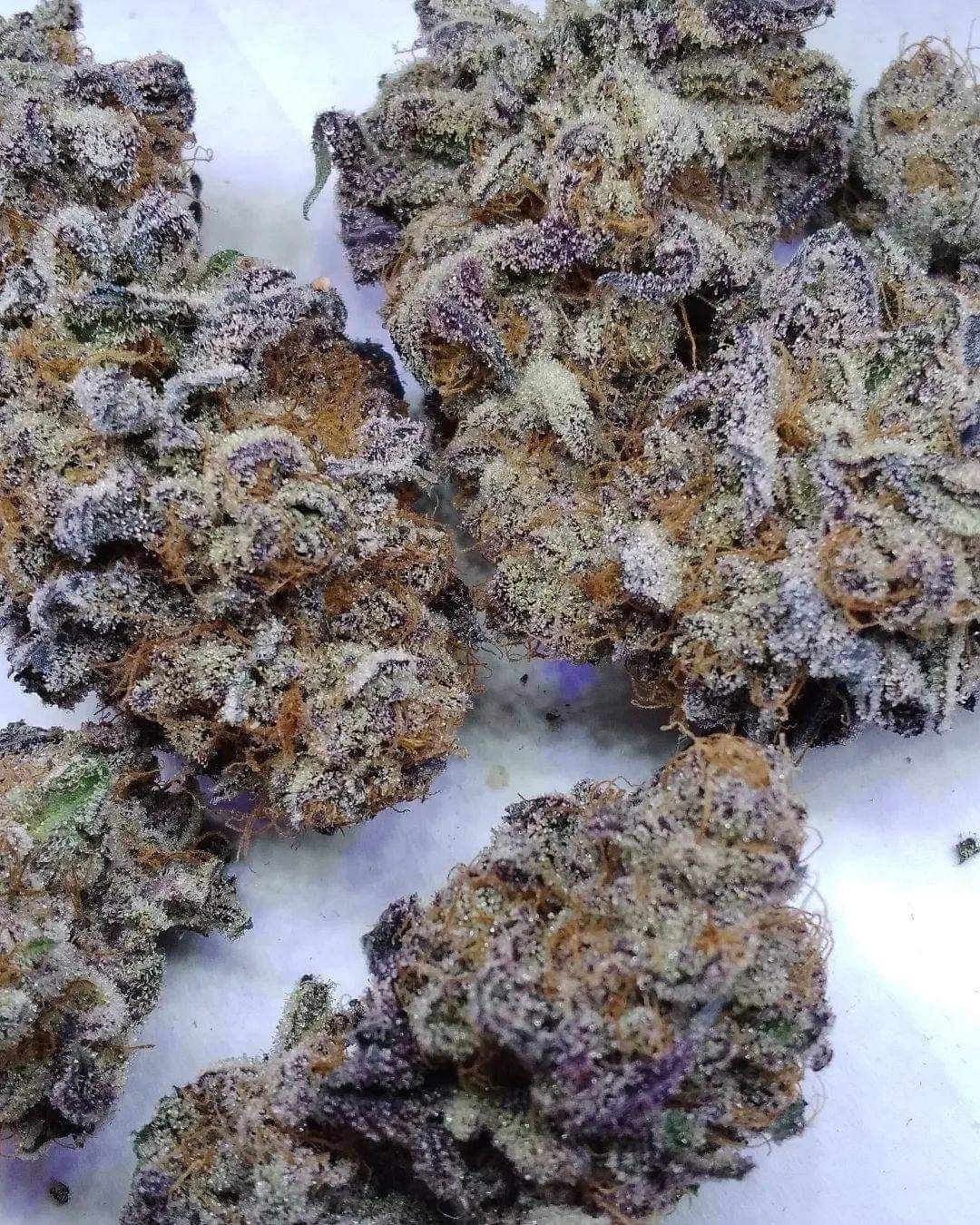 Apple fritter feminized autoflower seeds