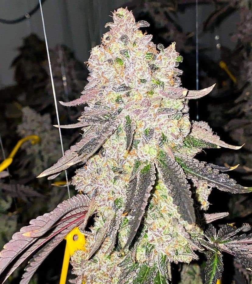 Purple punch Gorilla Auto seeds