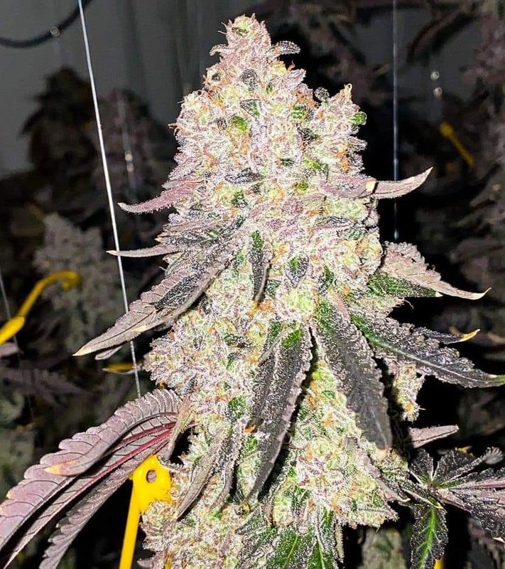 Purple punch Gorilla Auto seeds
