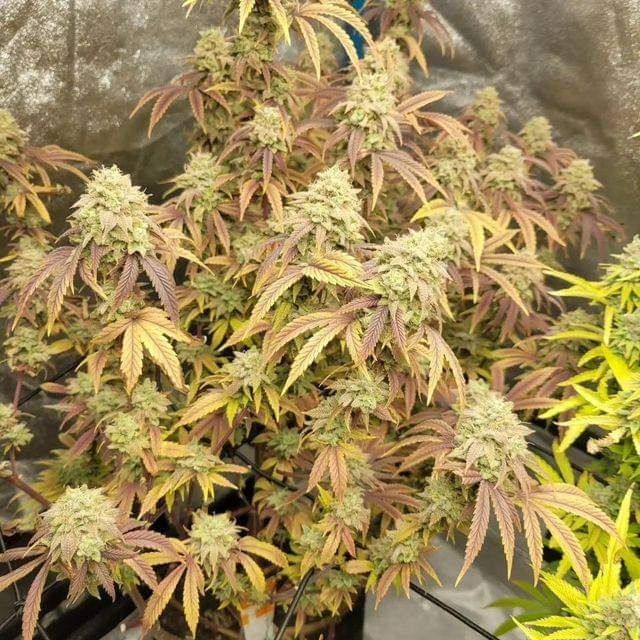 Slurricane feminised Autoflower seeds
