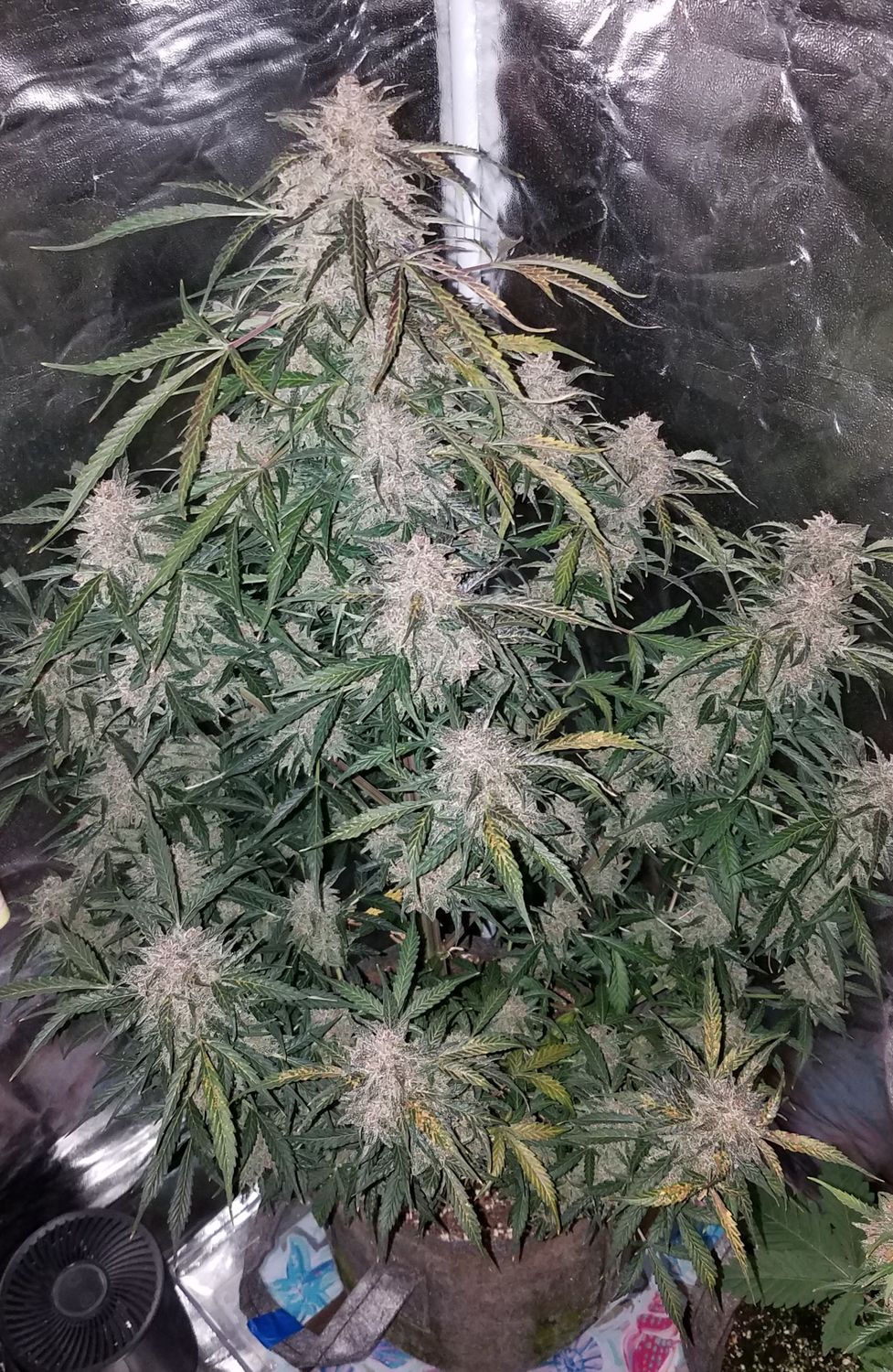 White widow feminized autoflower seeds