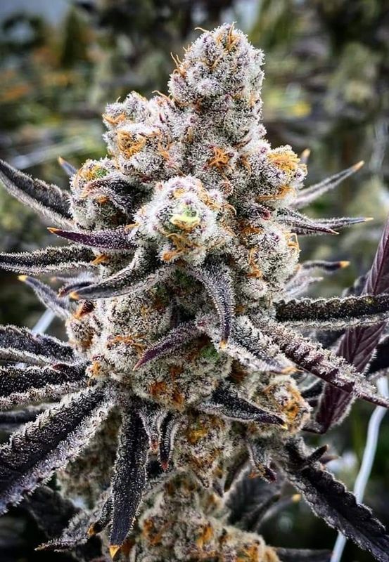 Pineapple Express feminized autoflower seeds