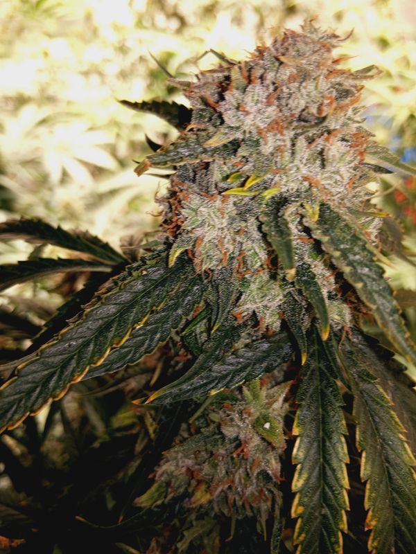Ultra Glue feminized autoflower seeds 
