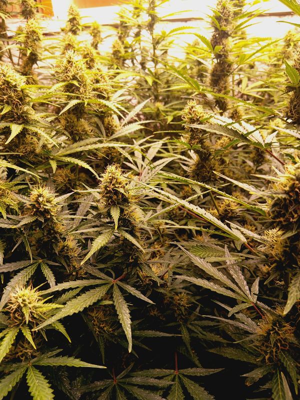 Gorilla candy feminized autoflower seeds 