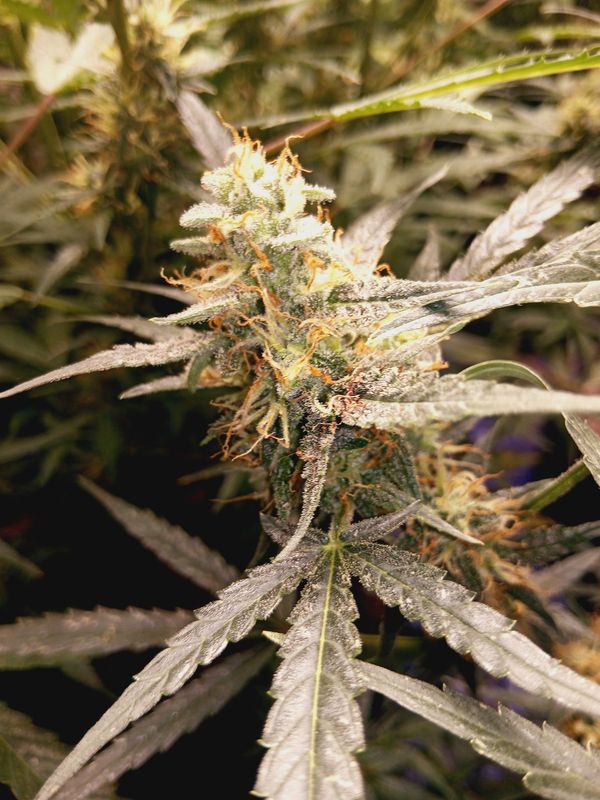 Pineapple orange Auto feminized seeds