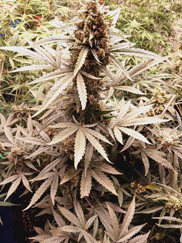 Galactic strawberry surprise feminized autoflower seeds 