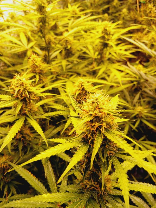 Gum Gum Fruit feminized autoflower seeds