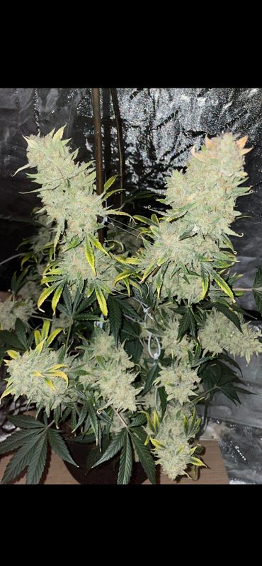 Unicorn poop feminized autoflower seeds 