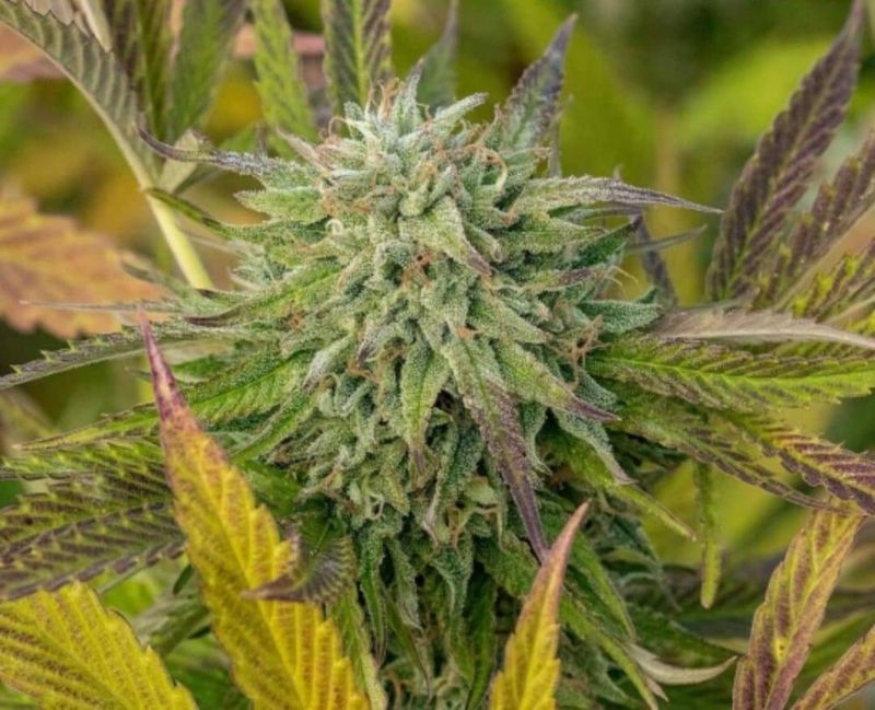 Zkittles Feminized Autoflower Seeds