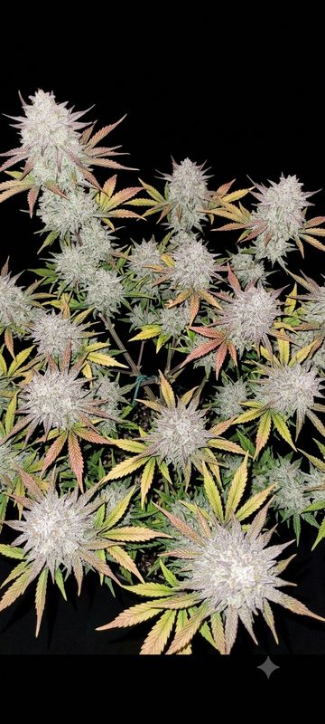 Tropicana Cookies feminized auto