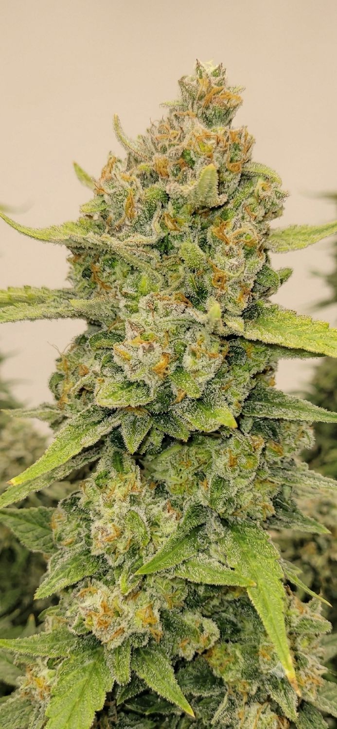 Guava Rf3 Auto feminized 