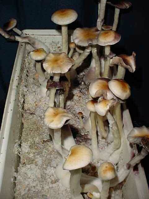 Transkei Cubensis 32grams