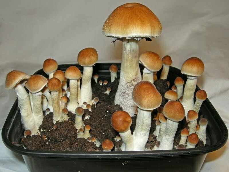 Ecuador Cubensis 32grams
