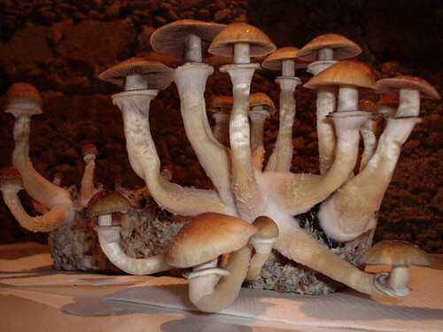 Chitwan Cubensis 32grams