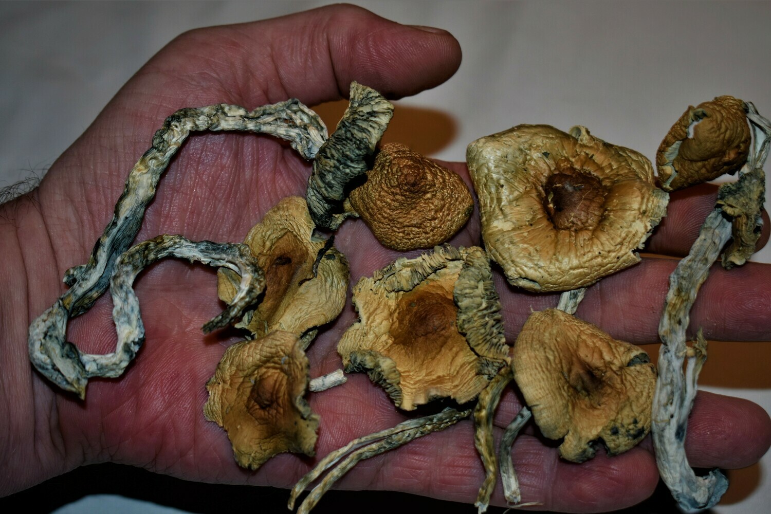Golden Emperor Shrooms (Golden Teacher) 32grams