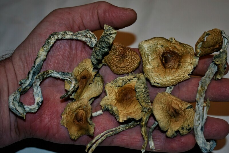 Golden Emperor Shrooms (Golden Teacher) 32grams