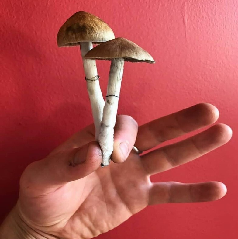Liberty Caps (Psilocybe Semilanceata) 32grams