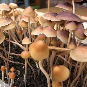 Psilocybe Mexicana (Mexican Magic Mushrooms) 32grams