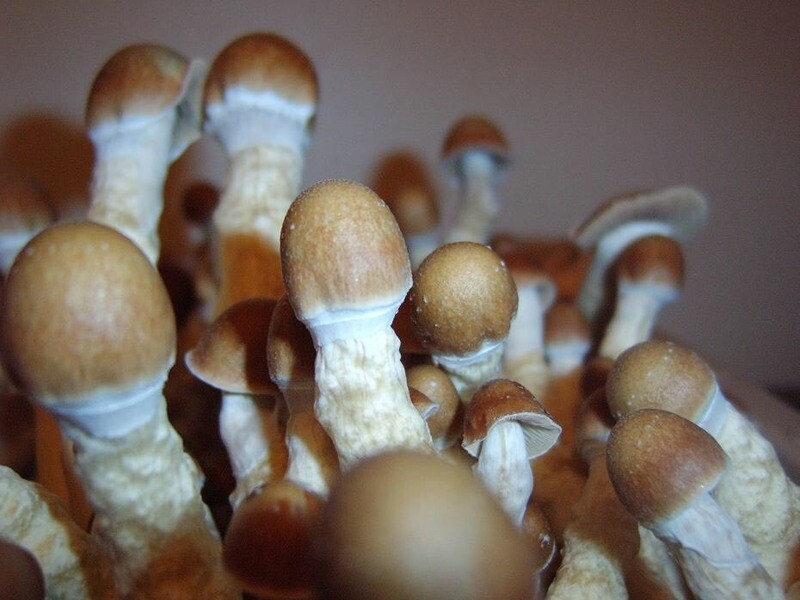 Penis Envy Mushrooms 32grams