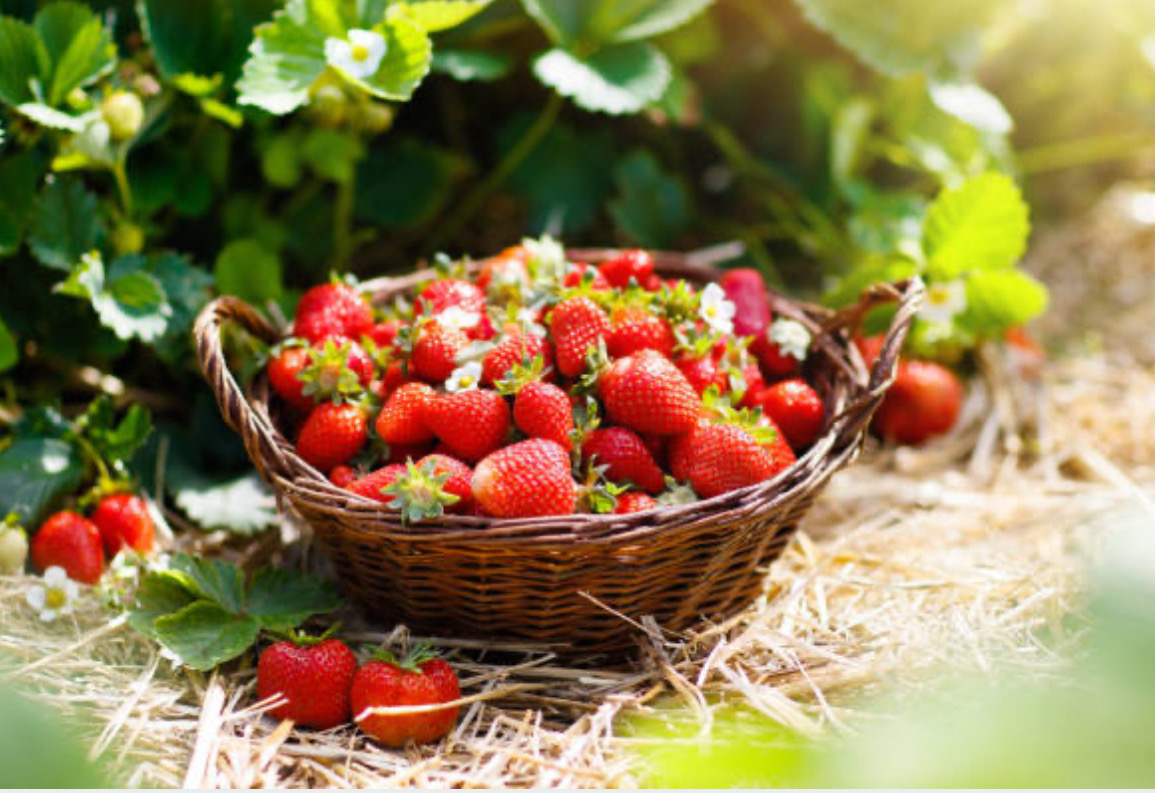 Confiture fraise Mara des bois