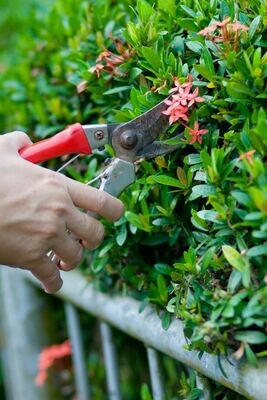 Landscape Maintenance