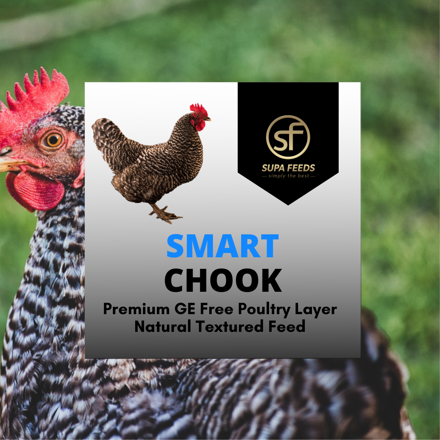 Smart Chook Sample