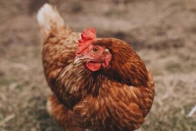 Poultry Food
