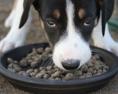 Dog Food