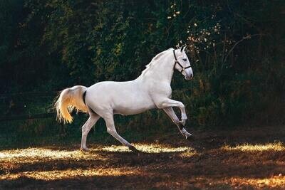 Horse Feed