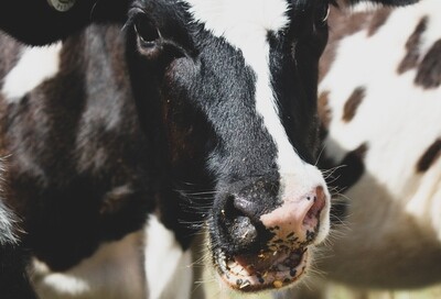 Bovine Feed