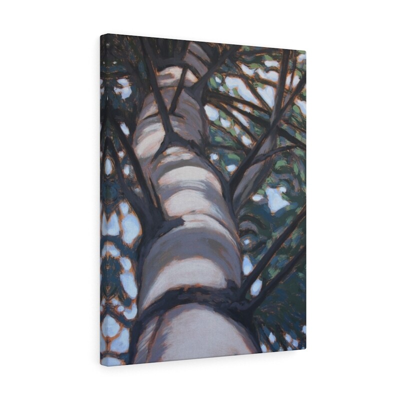 Halton Falls Birches