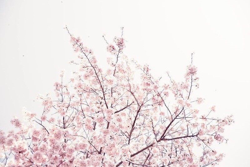 SPRING YOGA FLOW