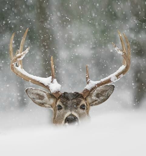 Replay Yin Hiver #1