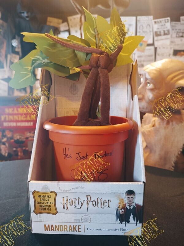 MANDRAGORA FIRMADA POR SEAMUS FINNIGAN (DEVON MURRAY)