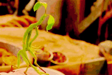PICKETT