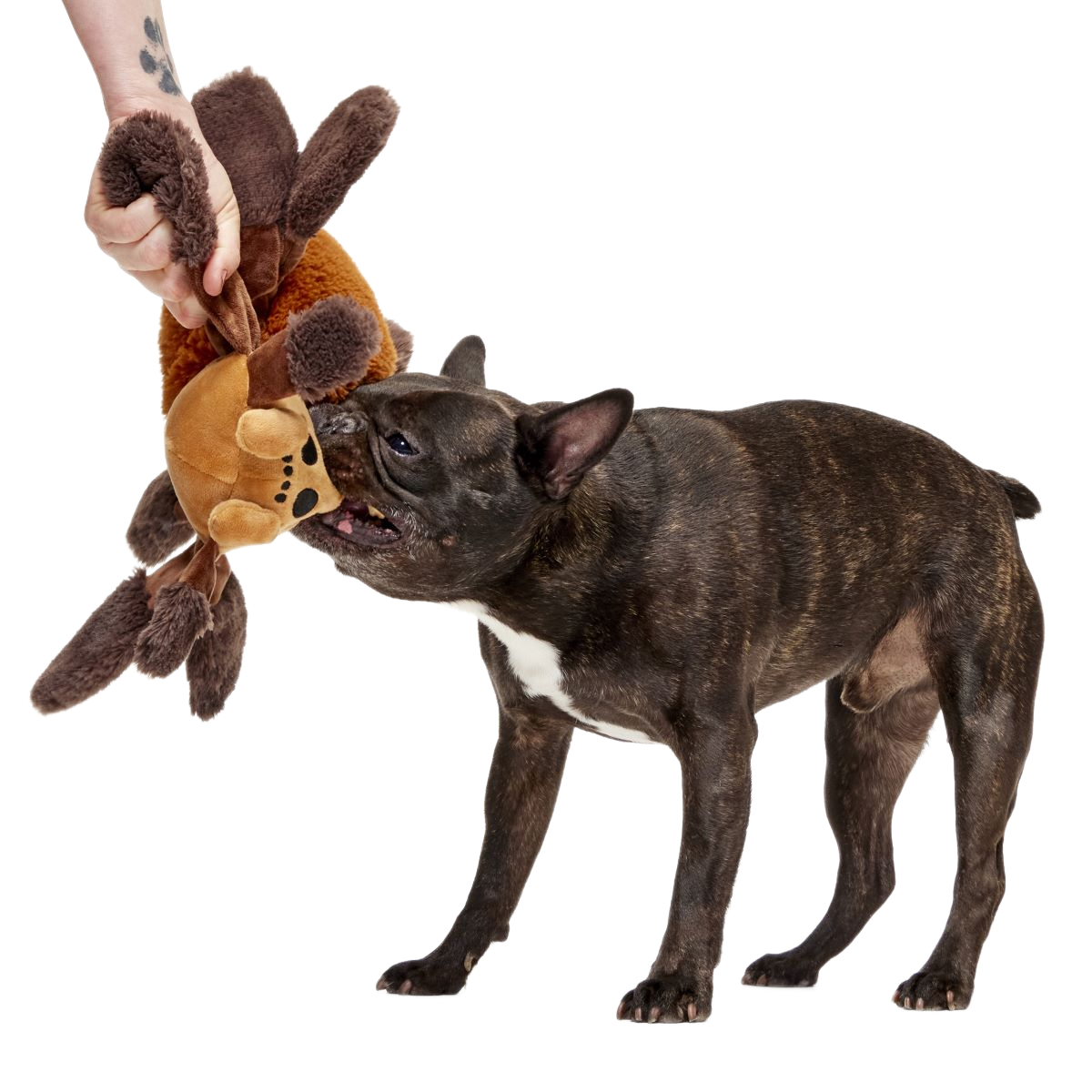 JUGUETE PERRO ARAGOG HARRY POTTER