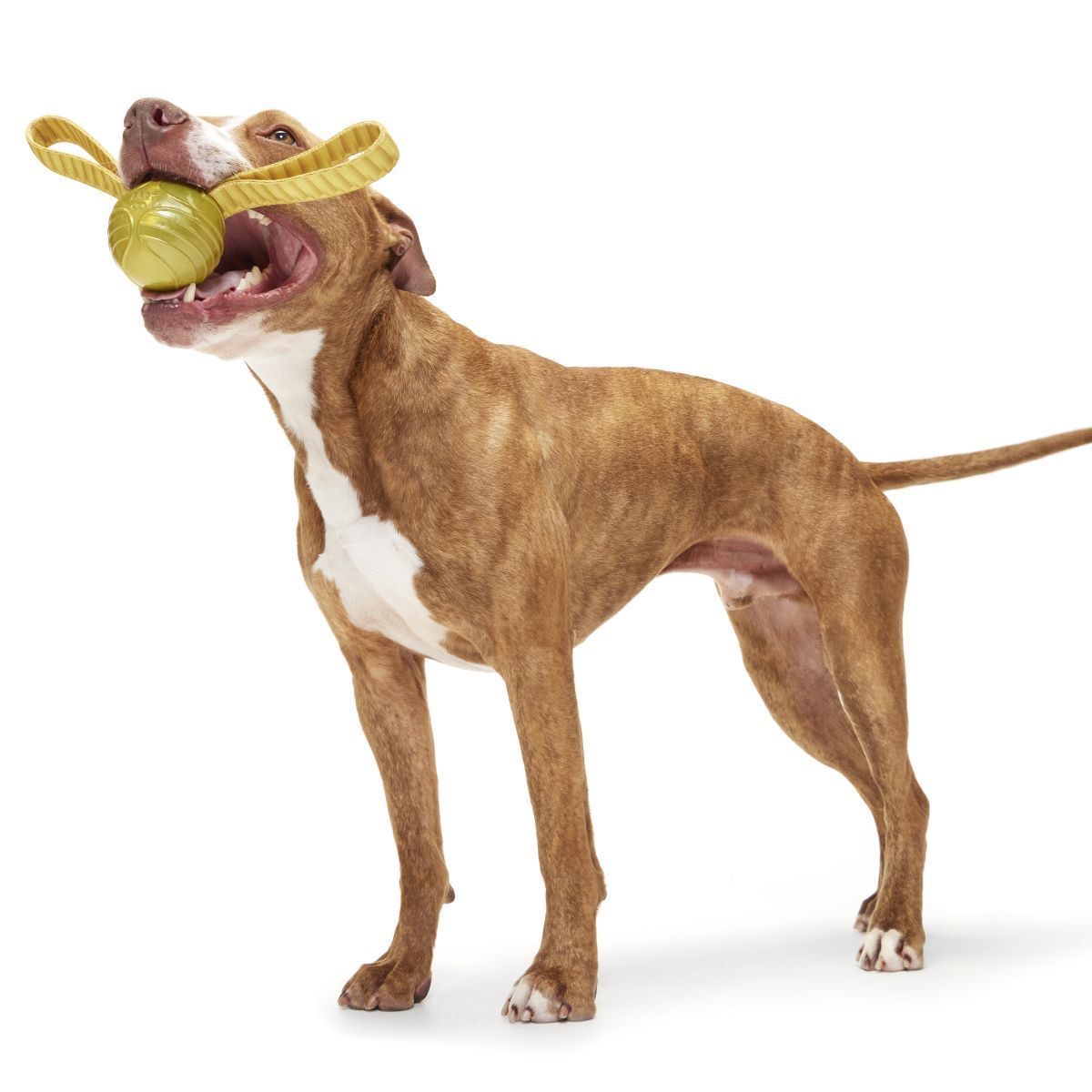 JUGUETE PERRO SNITCH DORADA HARRY POTTER JUGUETE PERRO SNITCH DORADA HARRY POTTER