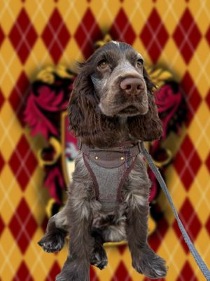 COLECCION GRYFFINDOR