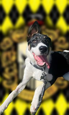 COLECCION HUFFLEPUFF