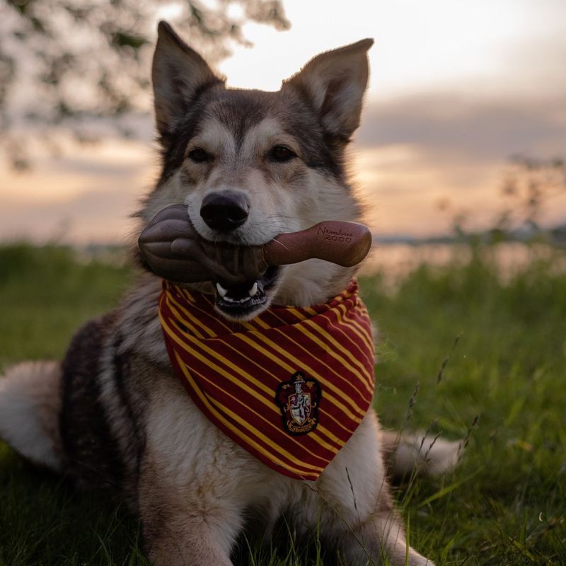 JUGUETE PERRO  NIMBUS 2000 HARRY POTTER