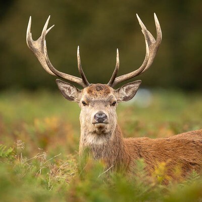 Red Deer stag in bracken