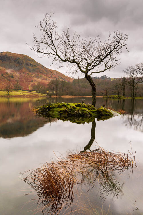 Lone tree, Rydal Water, Lake District