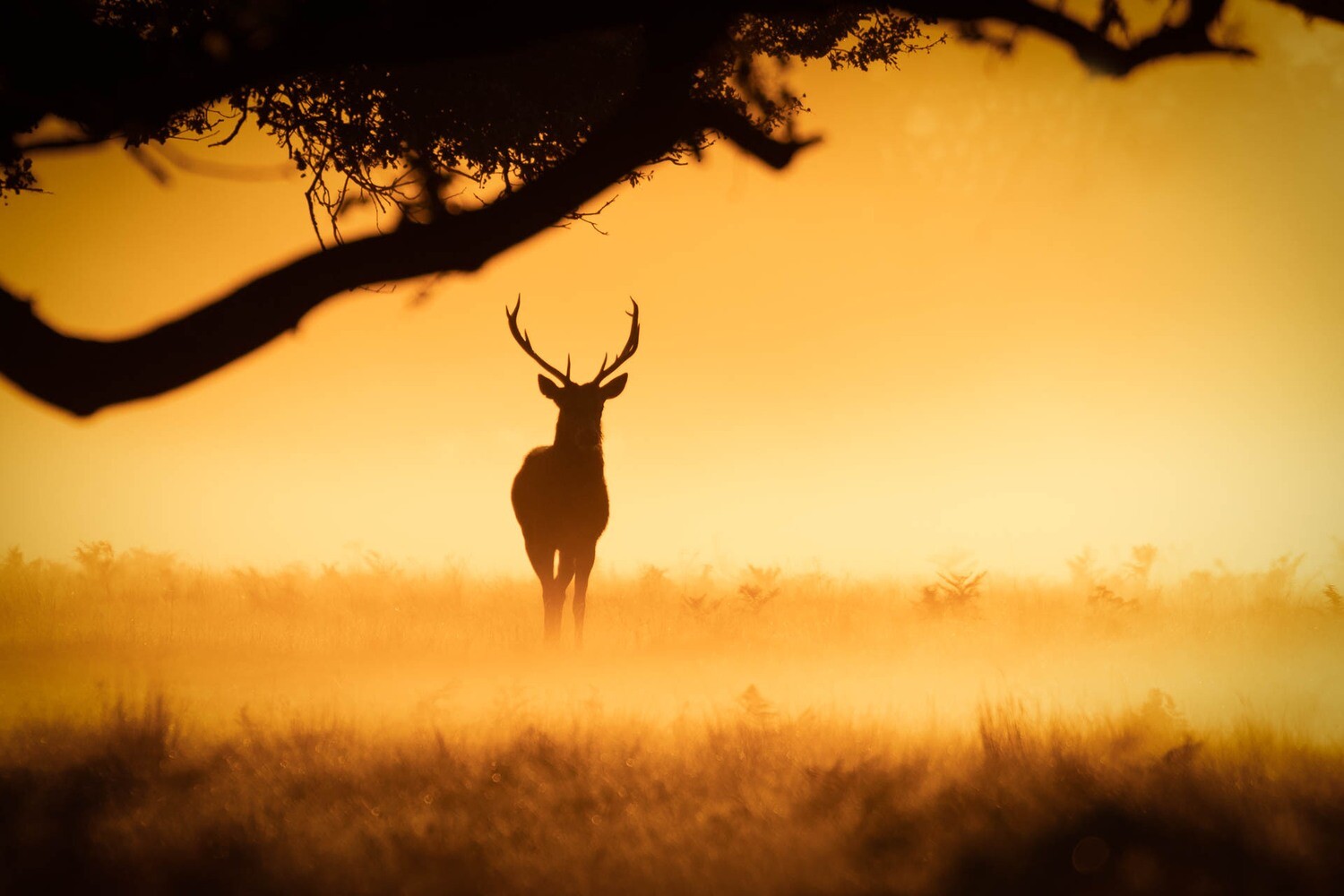 Red Deer stag, silhouette II