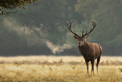 Red Deer stag, Bushy Park VI